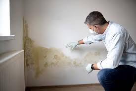 Best Mold Odor Removal Services  in King City, OR